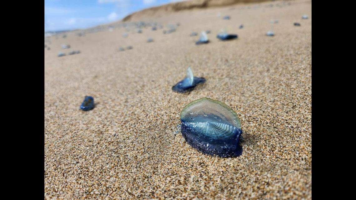 Sylvester estimates she spotted thousands of velella velella, or what she’s nicknamed “crazy cool, blue beach buddies.”