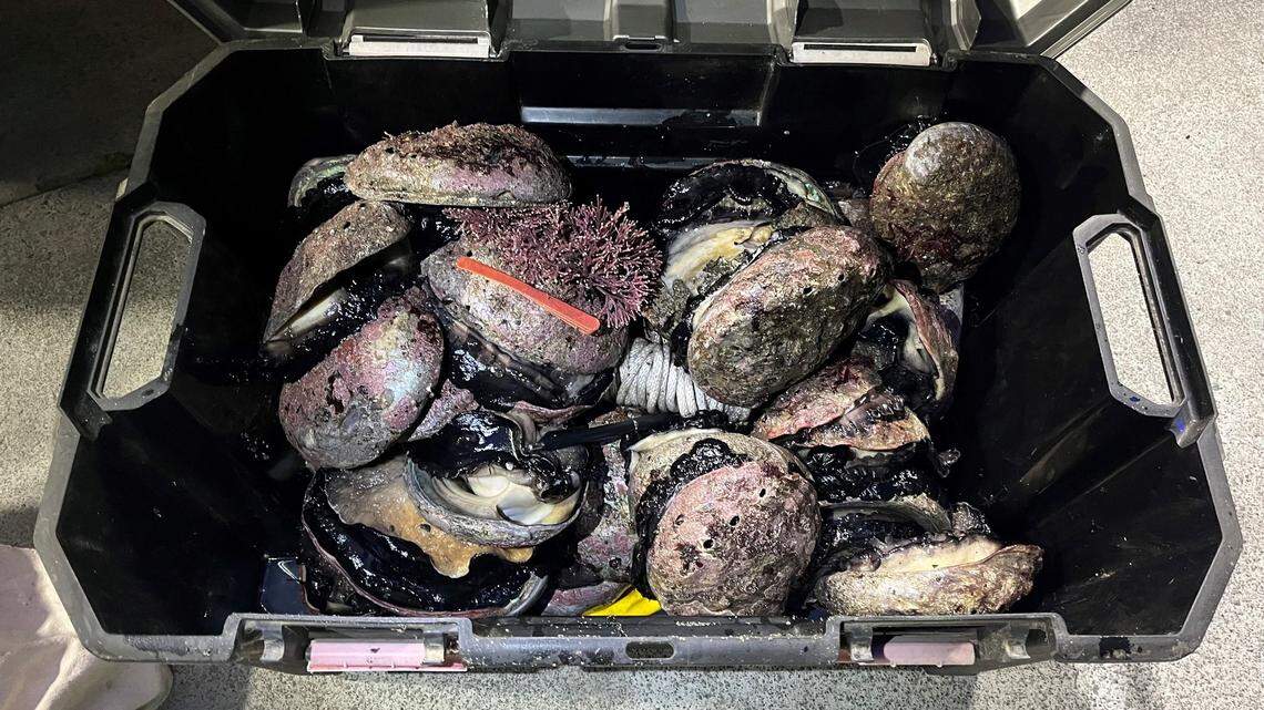 California banned the recreational harvest of abalone in 2017.