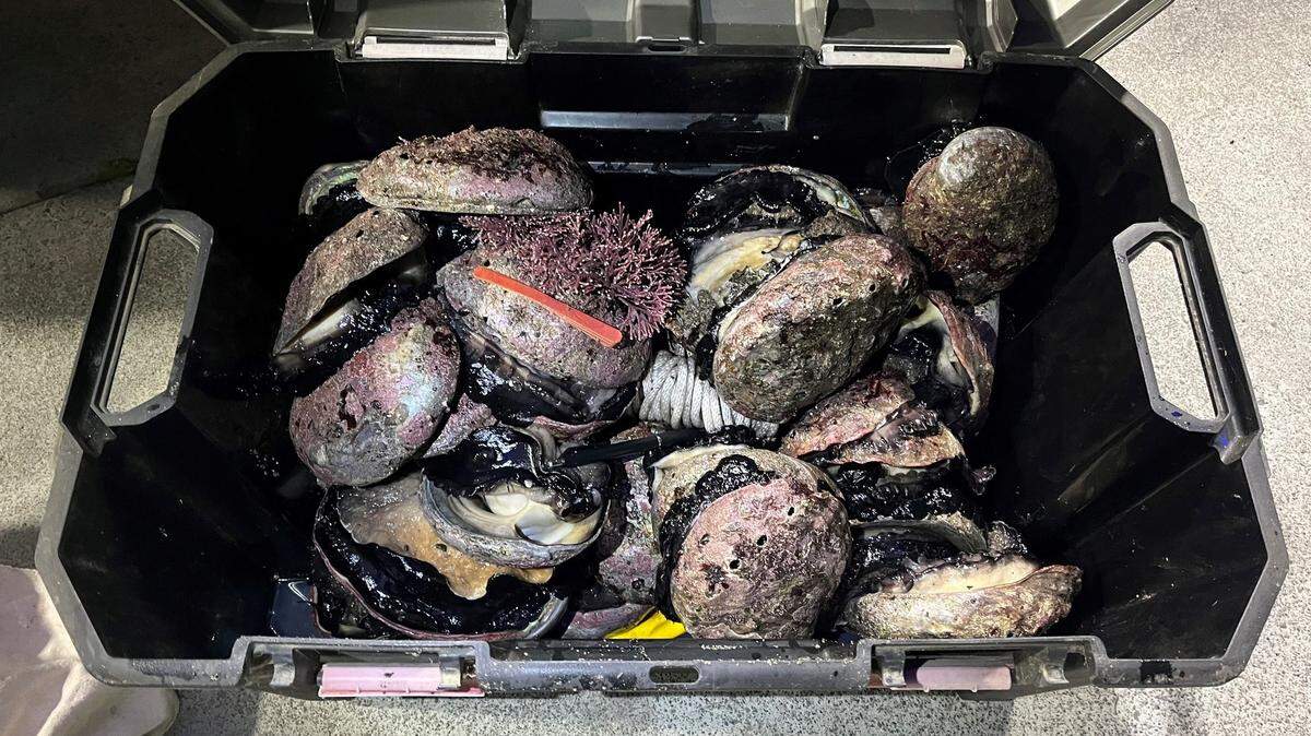 California’s recreational harvest of abalone has been banned since 2018. On Thursday, Dec. 11, 2025, the Fish and Game Commission approved the extension of the ban.