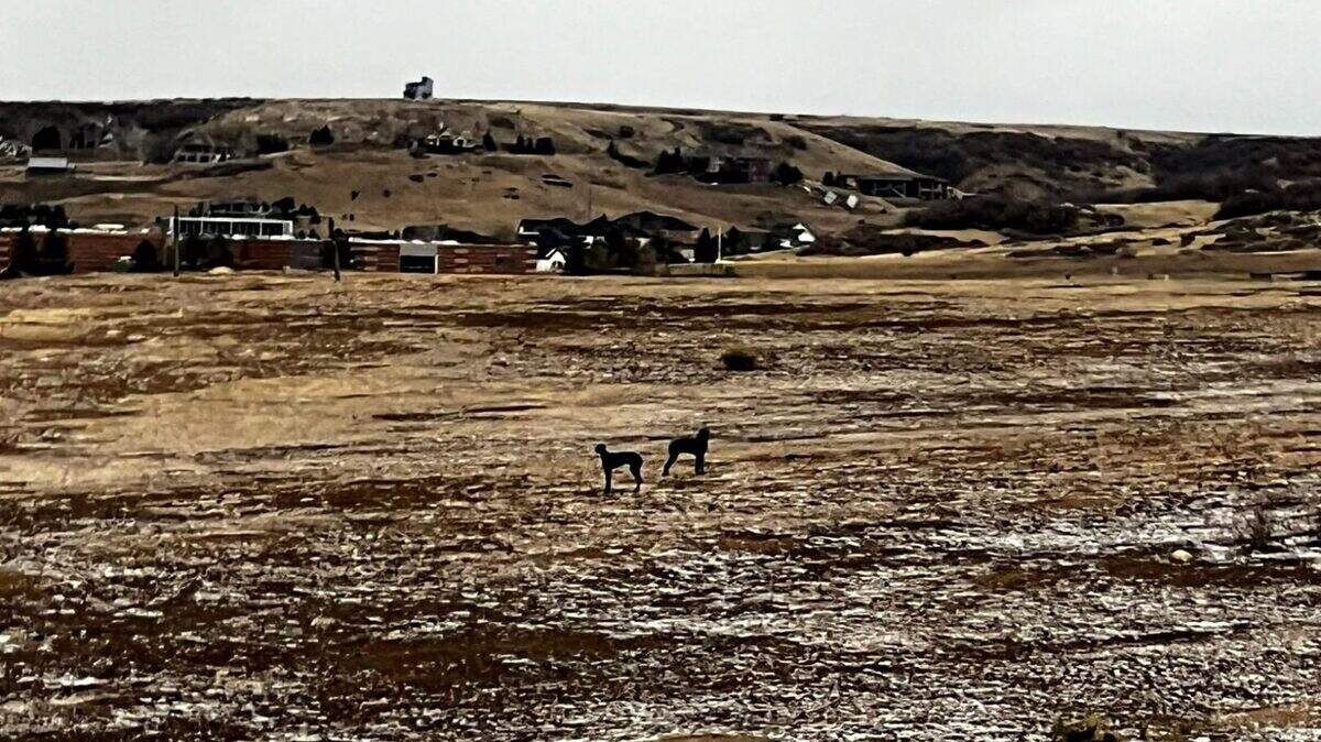 A trio of lost Great Danes eluded capture for days in the Colorado countryside, rescuers said.