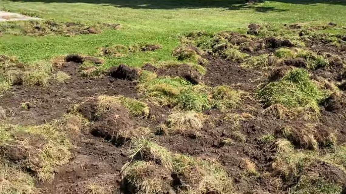 A family of feral pigs, two adult boars and four juveniles, tore up landscaping at Geyserville New Tech Academy in California, officials say.