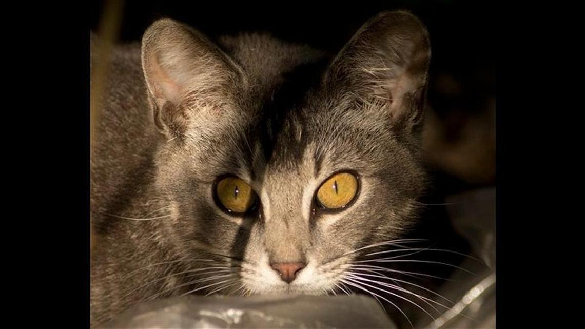 The city of Jefferson, Iowa, has suspended a policy allowing police officers to shoot trapped feral cats after an outcry. Feral cats, like this one photographed in 2013 in Key Largo, Fla., pose a serious threat to ecoysystems.