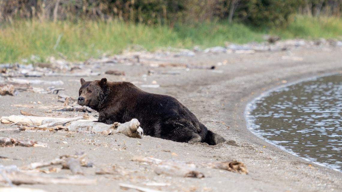 New photos show bears splooting in Alaska’s Katmai National Park and Preserve.