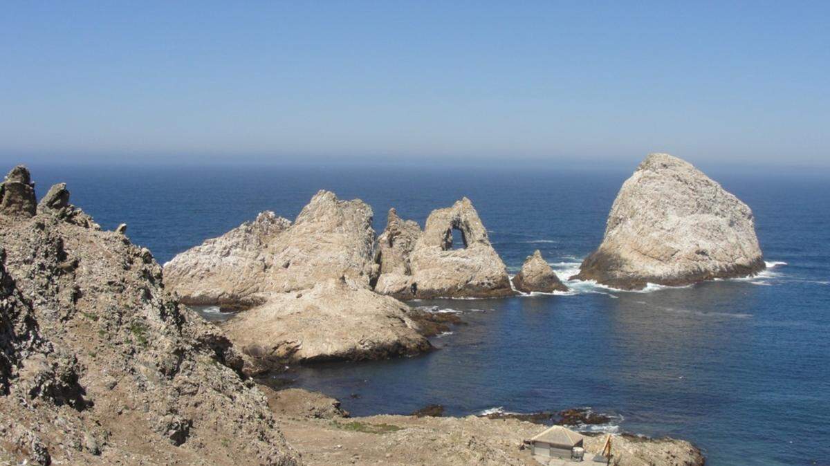 A crested auklet was spotted on Farallon Islands, marking 
“the first-ever record of this species” on the islands, a conservation group said.
