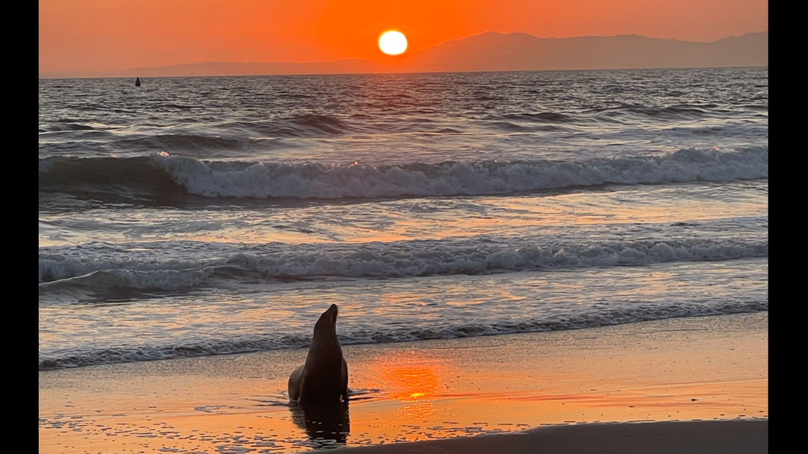 Sea lions are popping up on the California coast sickened by domoic acid, a neurotoxin produced by the algae Pseudo-nitzschia, a nonporift says.
