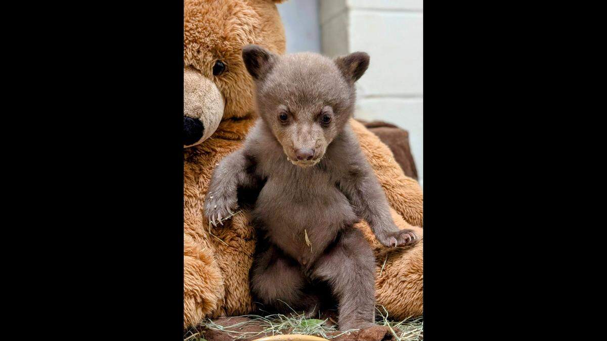 The hope is to one day return the cub to the wild, the nonprofit said.