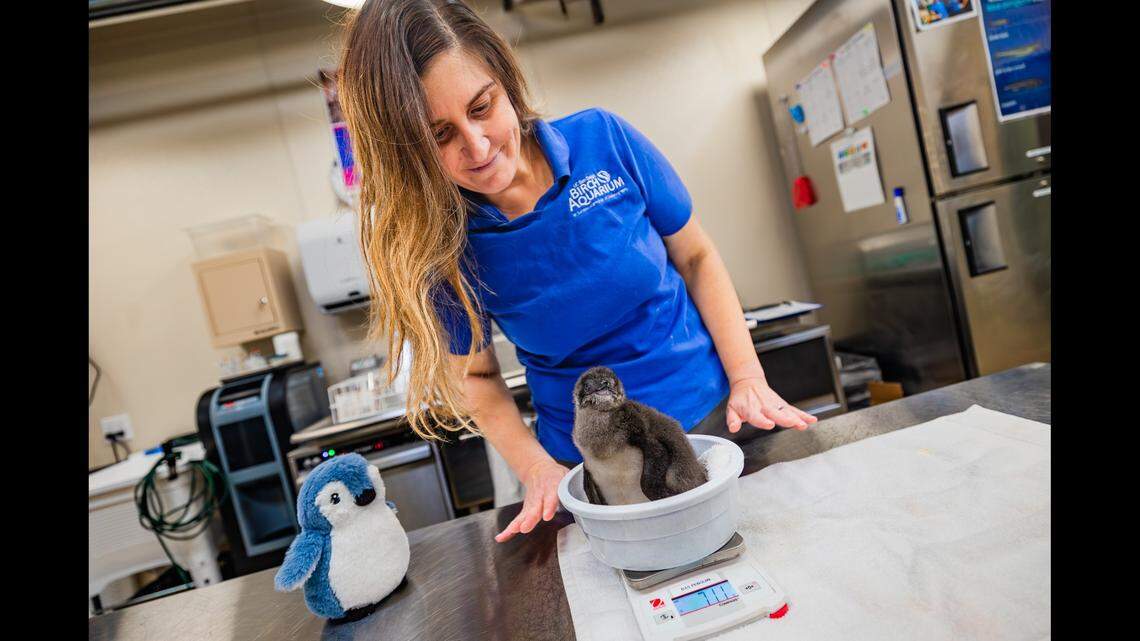 A wee penguin’s hatching at a California aquarium marks a historic first for its species.
