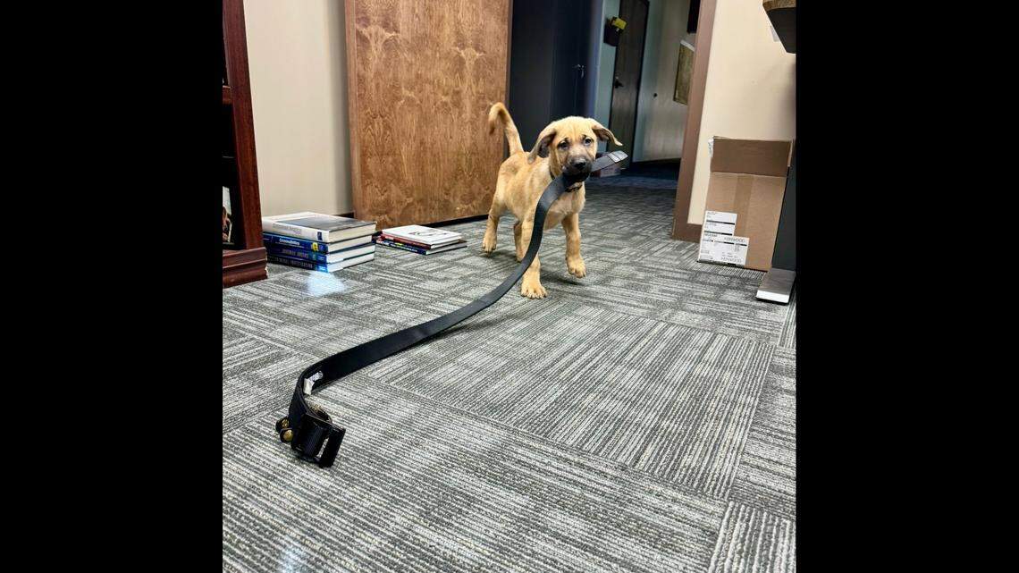 Police said they plan to have PeeDee “certified and trained as a Critical Incident Emotional Support Dog.”&nbsp;