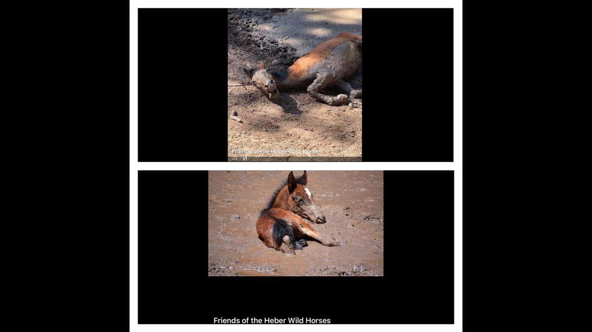 Wild horses kept getting stuck in a dangerous mud pit, so advocates in Arizona took a stand.