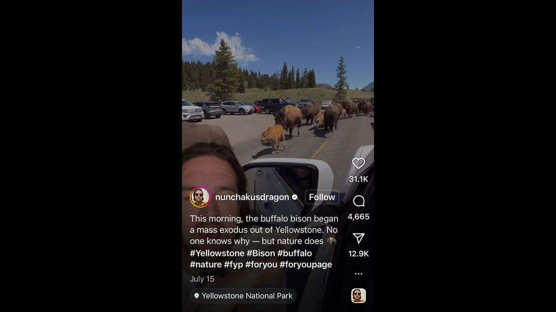 Videos allegedly showing wildlife migrating out of Yellowstone National Park in a “mass exodus” started spreading across social media in early July.