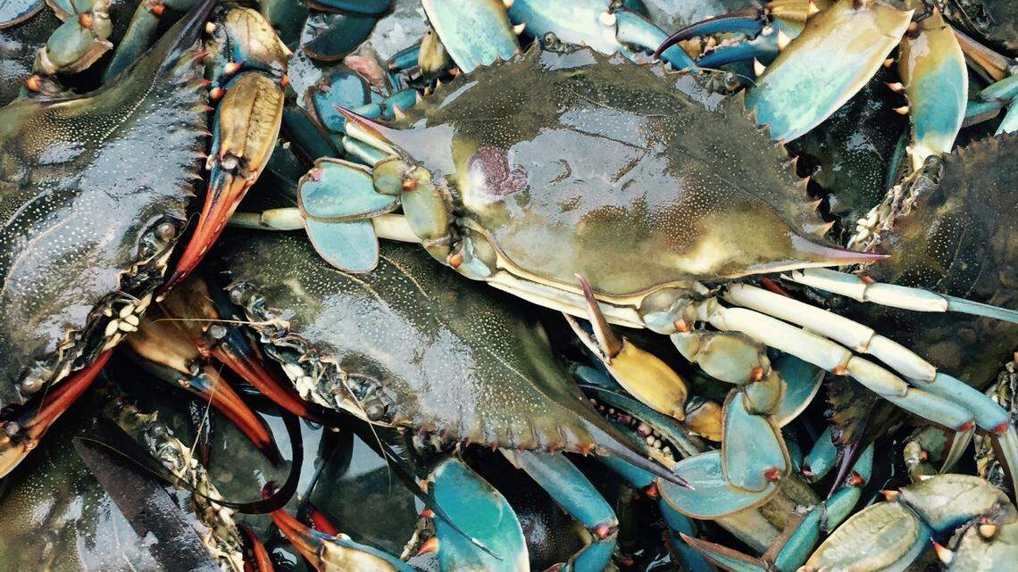 The trio tried to transport all 7,000 pounds of crab but were thwarted by disease, and then the cops, officials say.