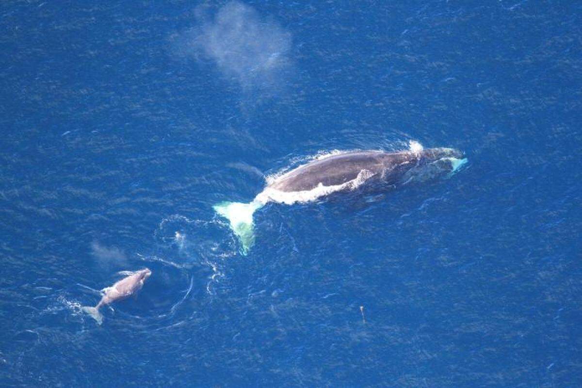 A bowhead whale was spotted off the coast of Alaska in 2024, researchers said.