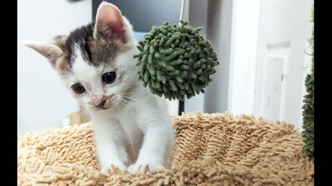 A 1-month-old kitten was rescued after a passenger spotted her on a train, a California rescue says.