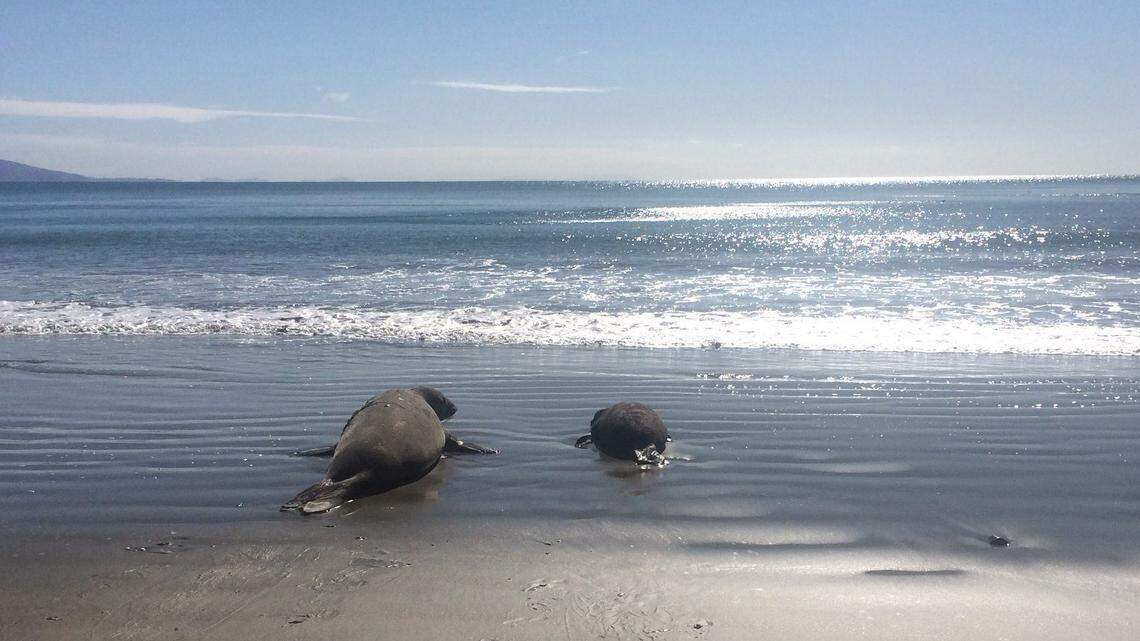 Elephant seals are leaving California beaches to go to sea for food, but males and females are heading to different destinations.