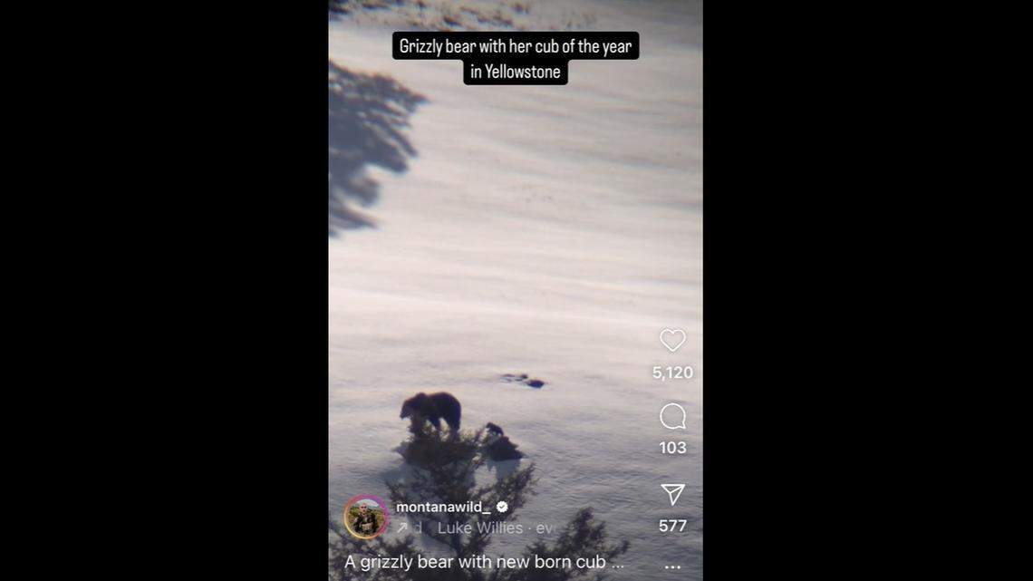 A brave little grizzly bear cub was spotted exploring Yellowstone National Park with its mom.