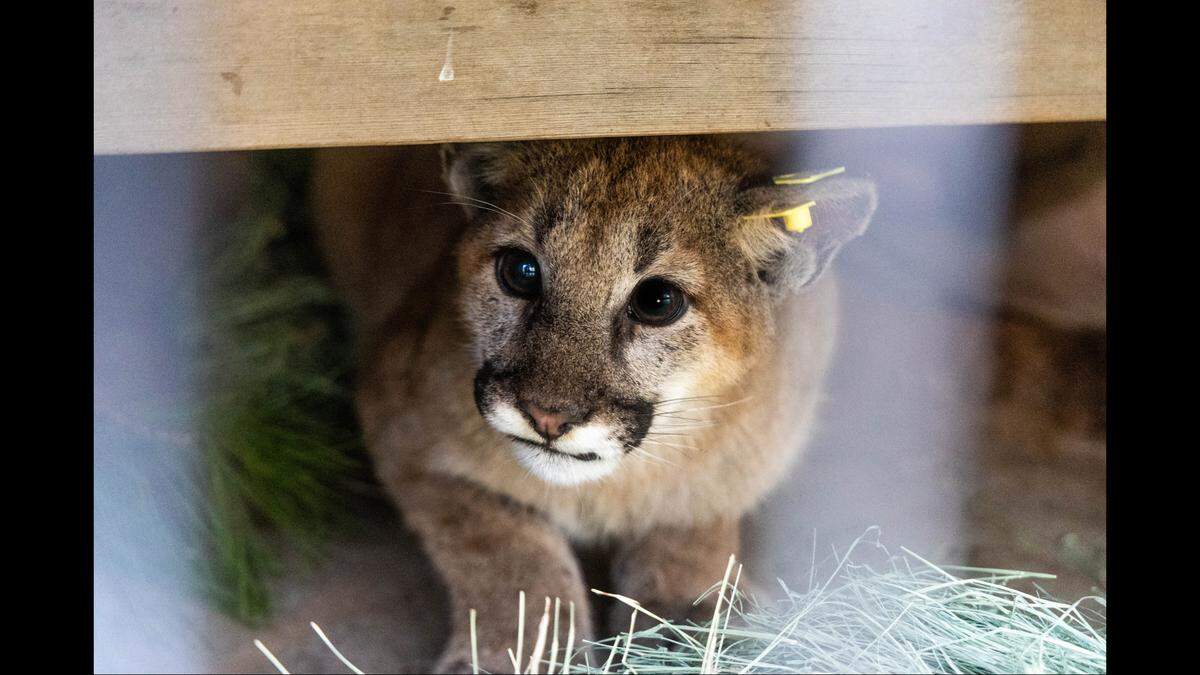 The mountain lions spent months at San Diego Humane Society’s Ramona Wildlife Center.