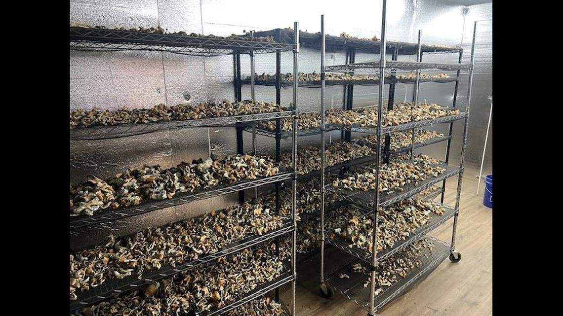 ‘Suspicious’ delivery leads to discovery of 2,800 bags of magic mushrooms, CA cops say