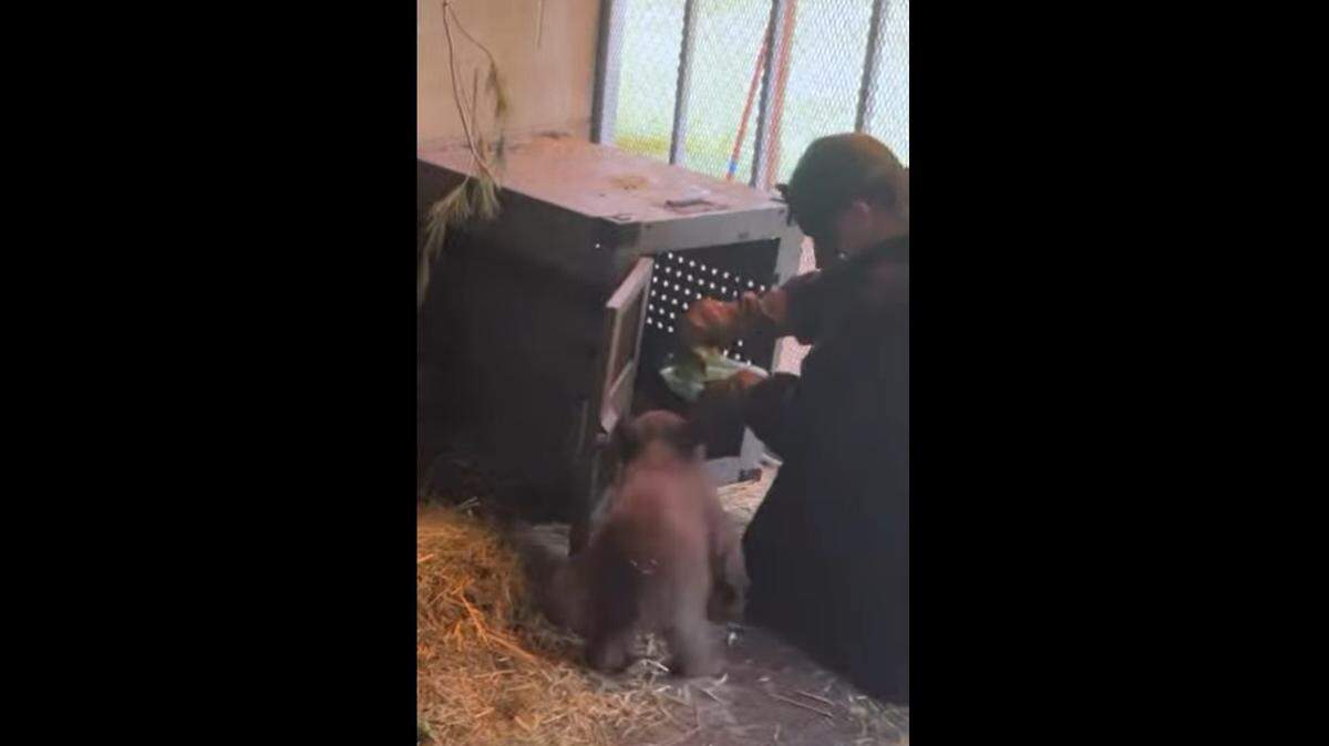A rescued bear cub got a new home at Sonoma County Wildlife Rescue, a rescue nonprofit says.