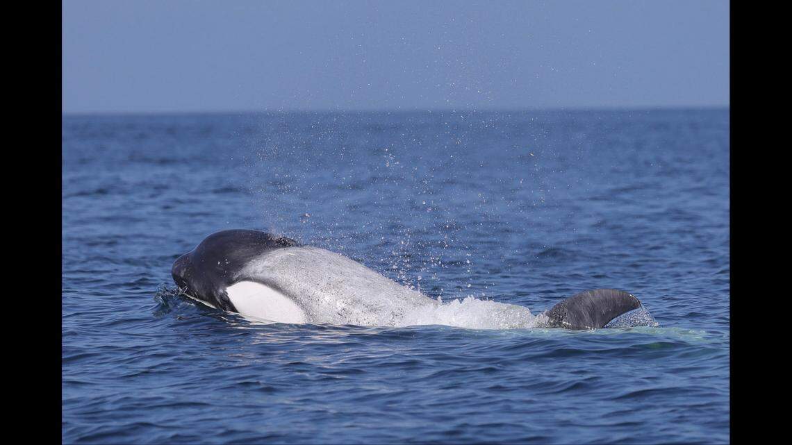 Frosty has only been seen a handful of times off the California coast.