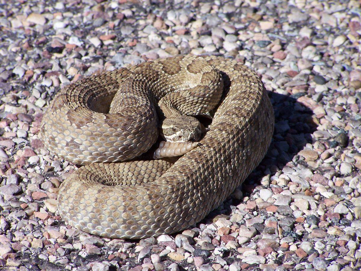 Rattlesnakes thrive in the spring and summer, according to the U.S. Forest Service.
