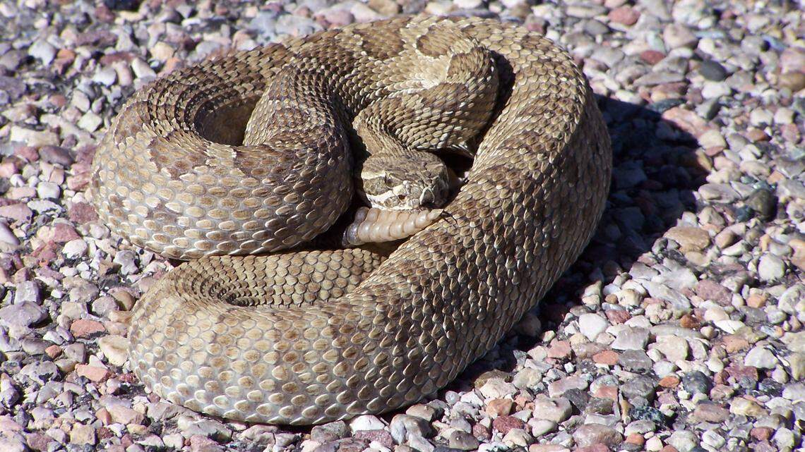 A rattlesnake (not the one pictured) bit a 3-year-old on a Scottsdale, Arizona, trail, fire officials said.