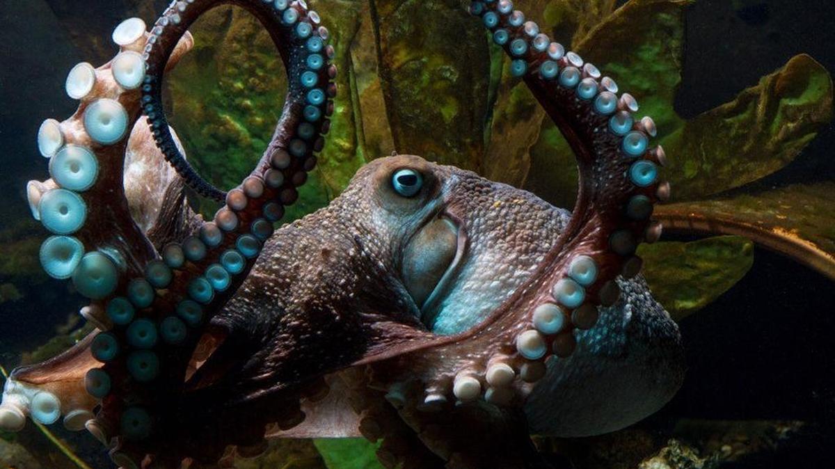 Inky the octopus escaped from New Zealand’s National Aquarium and made his way to the ocean. Cephalopods are unusual not only because they solve puzzles and clams cannot. Squids, cuttlefish and octopuses do not follow the normal rules of genetic information, according to research published Thursday in the journal Cell. Their RNA is extensively rewritten, particularly the codes for proteins found in the animals’ neurons.