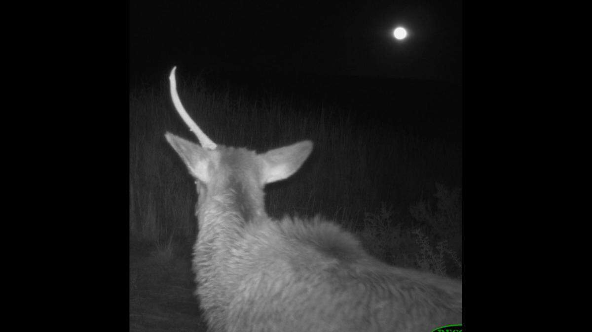 A young male elk was spotted with one antler in the Petrified Forest National Park during a full moon.