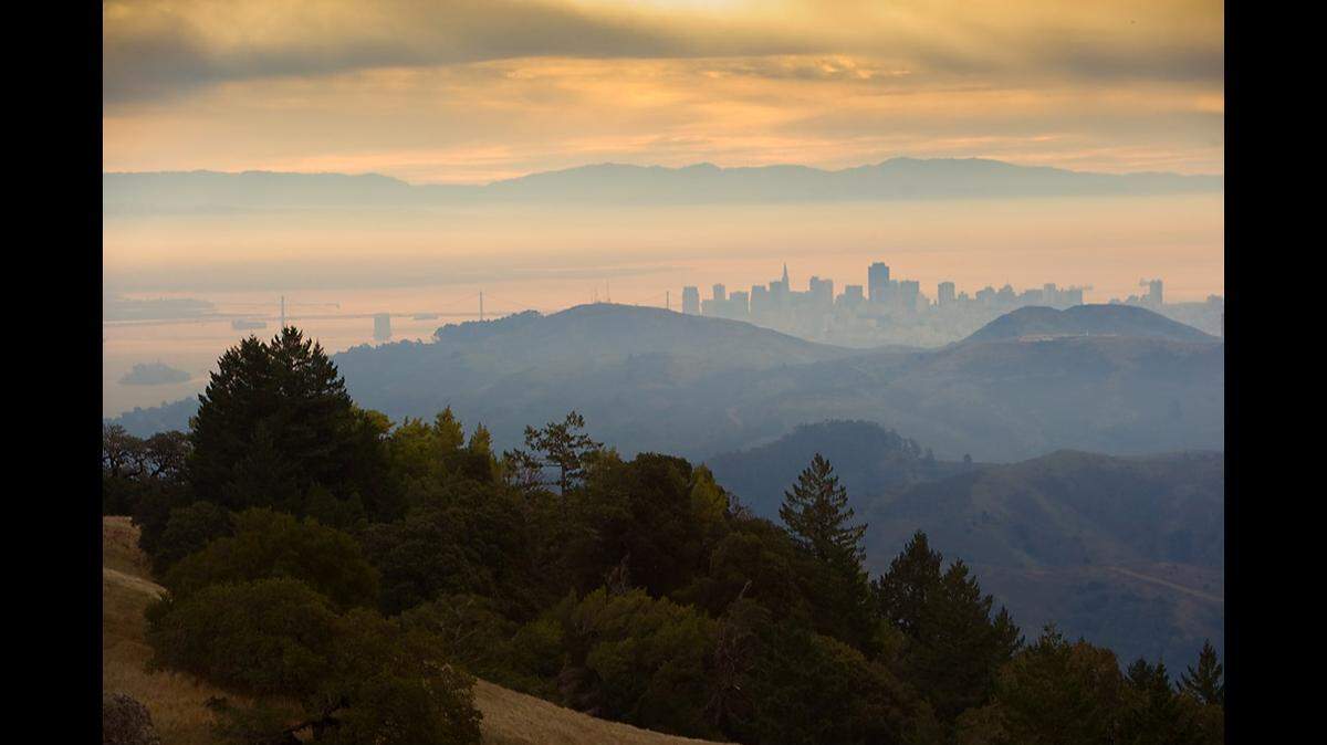 The bee species, “endemic to the Bay Area,” has been documented less than 100 times, the conservancy said.