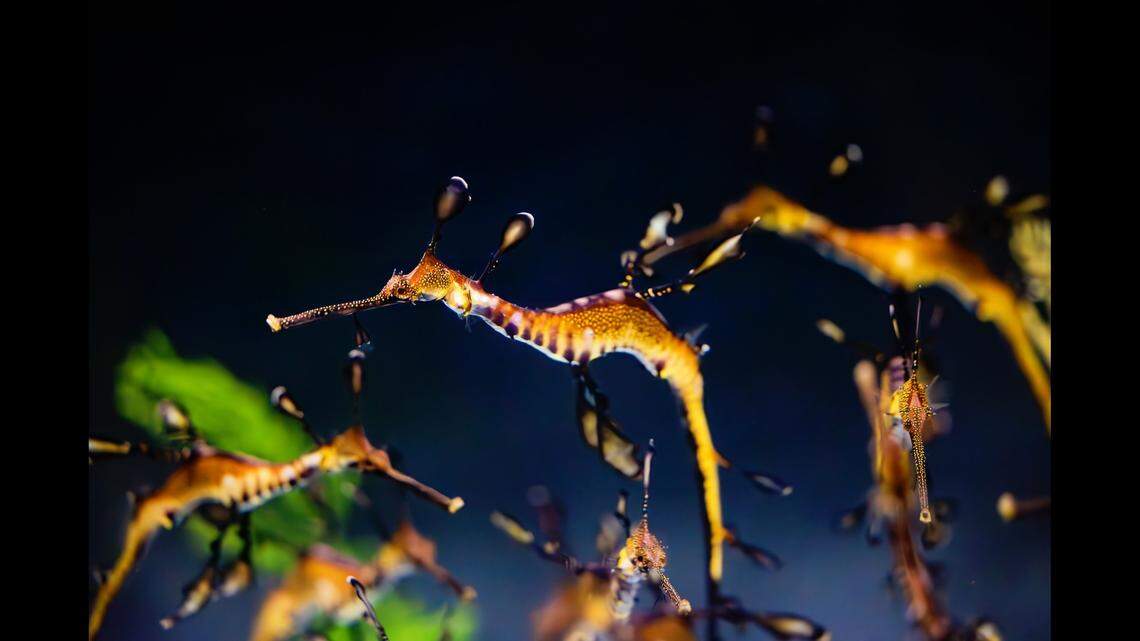 Five year-old seadragons are “swimming into the spotlight” after spending a year behind the scenes at a California aquarium.