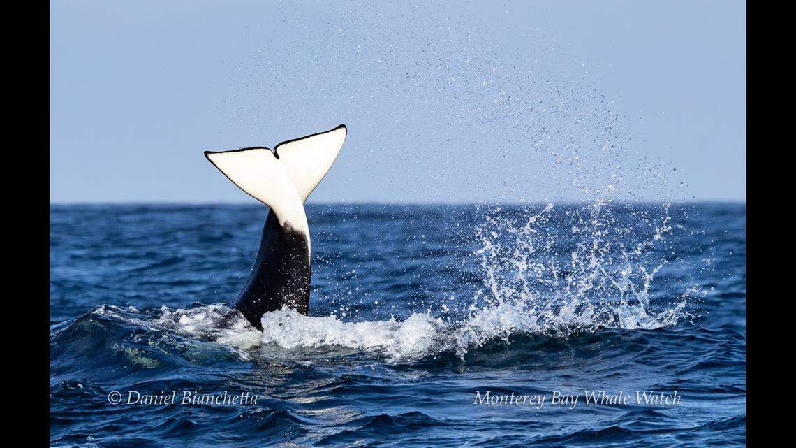 Orcas “celebrated” after a successful minke whale hunt off the California coast.
