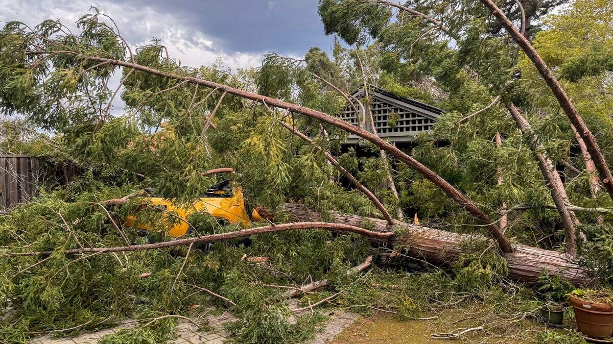A girl waiting inside a pickup truck outside her home to go to school had a narrow escape when a tree fell on it, California rescuers say.