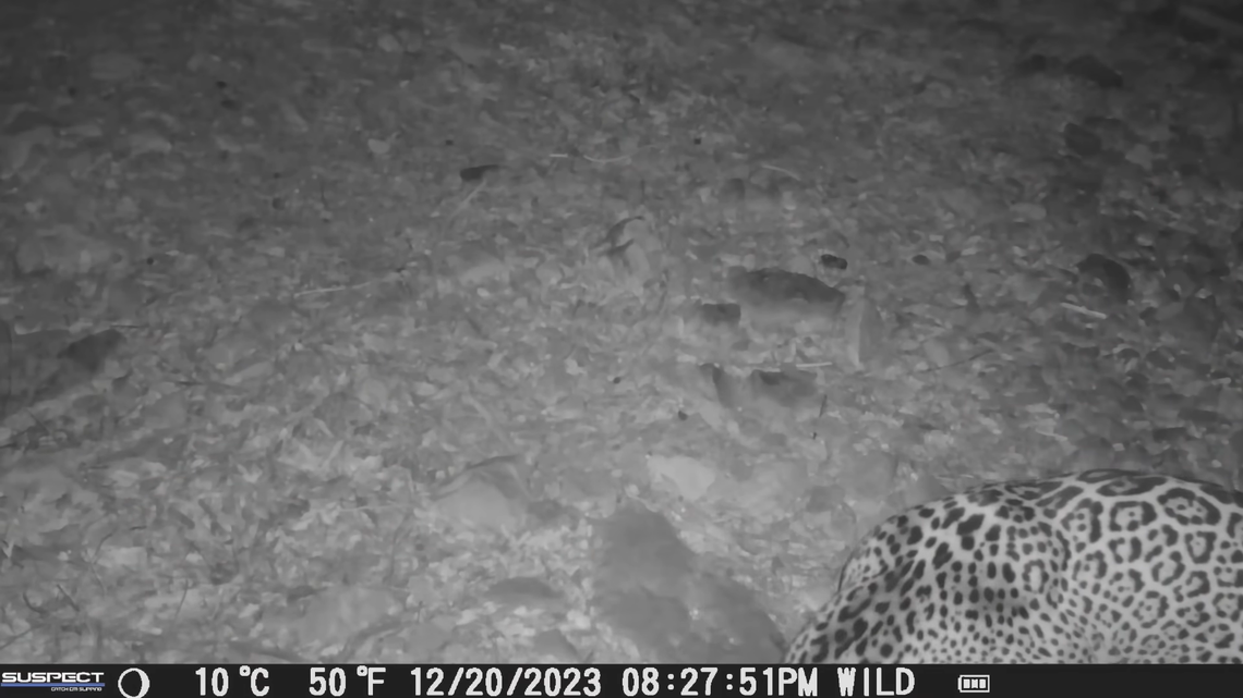 Stunning footage shows a majestic creature that’s so rare only eight have been documented in Arizona in three decades.