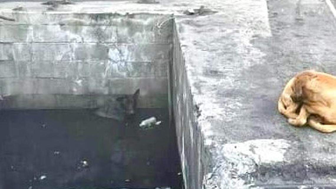 A dog waiting by a well alerted rescuers to a second dog trapped inside, California officials say.