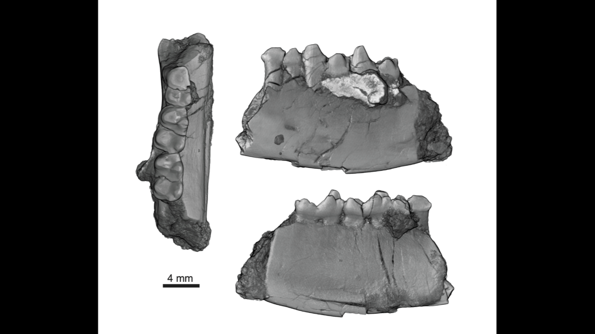 A researcher described the creature’s jaw as “huge.”