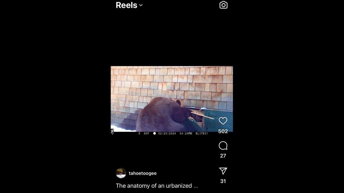 A couple of rowdy bear cubs tussled with each other and slipped inside a narrow crawlspace in a California building — so their mom had to bust in after them.