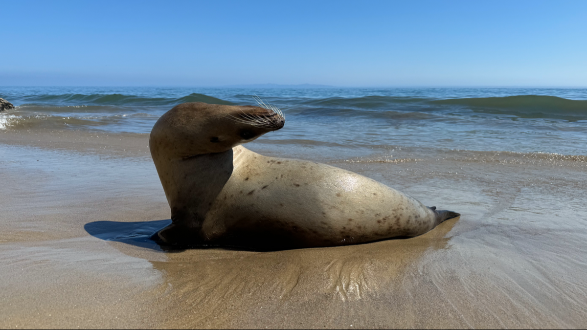 One sign of a sea lion with domoic acid poisoning is “stargazing,” a nonprofit said.