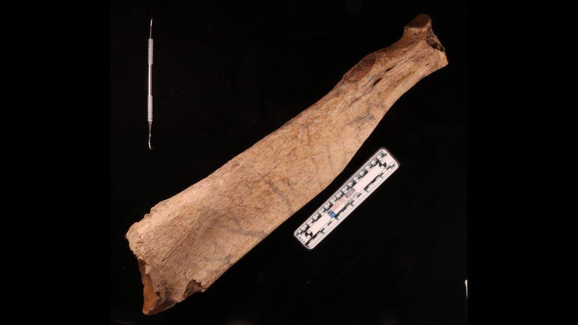 Jefferson’s ground sloths went extinct about 11,000 years ago, the museum said.