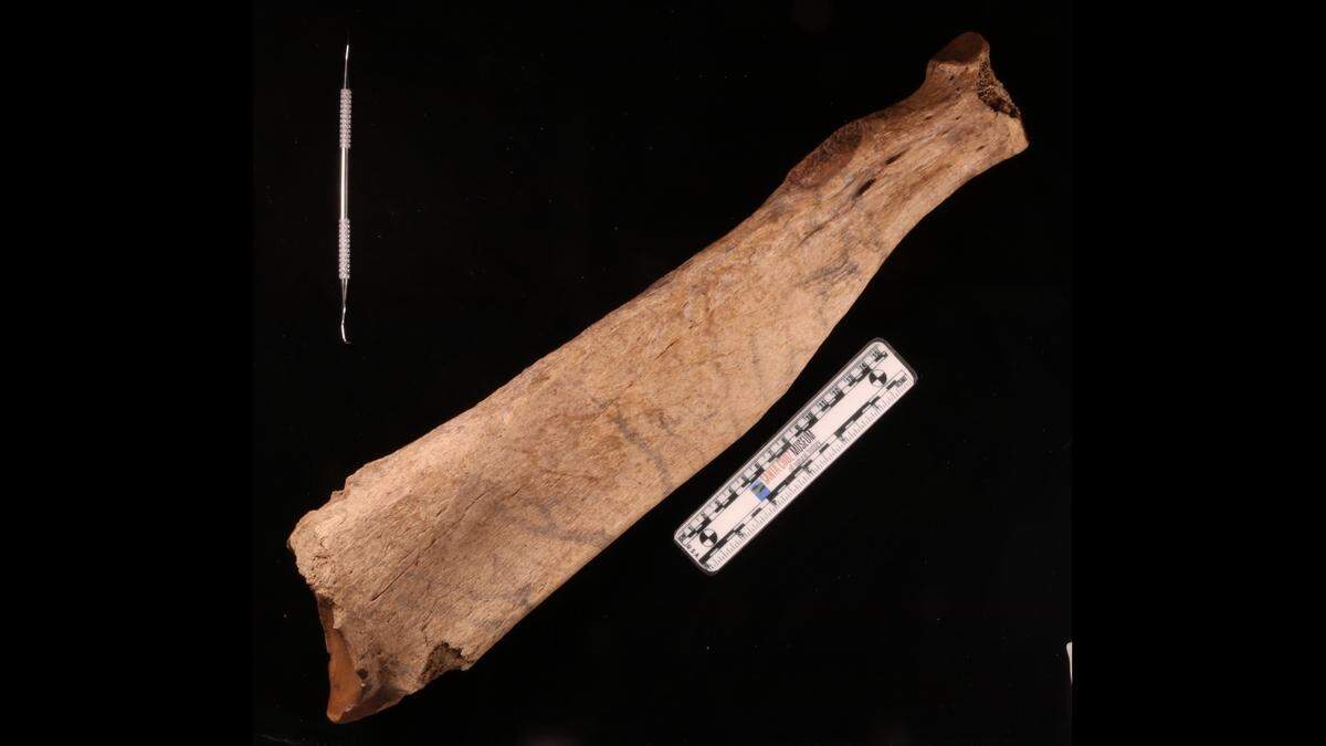 Jefferson’s ground sloths went extinct about 11,000 years ago, the museum said.