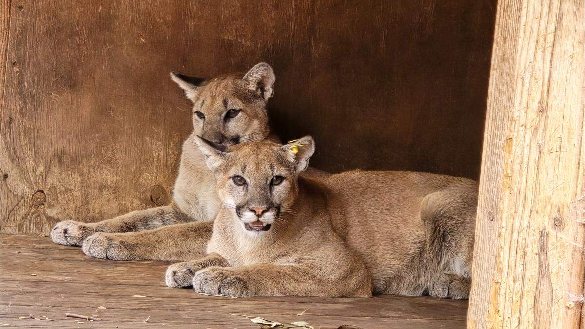 The cubs received expert veterinary care and learned “essential survival skills, including hunting behaviors and a natural wariness of people,” according to the rescue.
