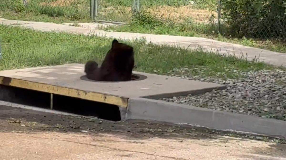 A black bear wriggled himself free from a storm drain in a Colorado neighborhood, video shows.