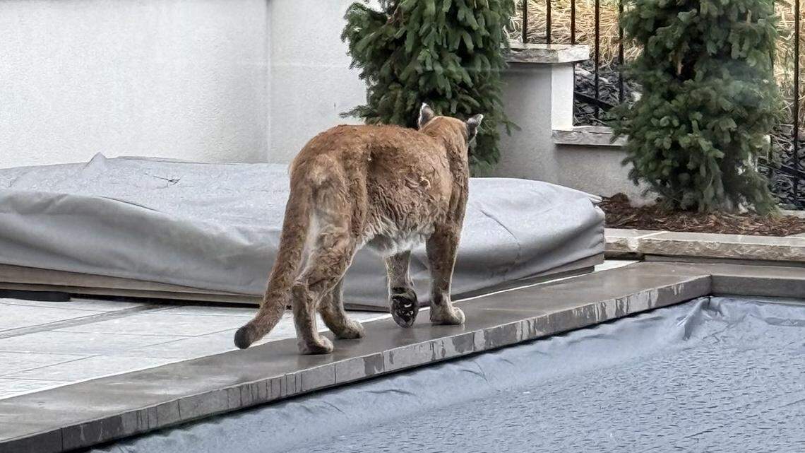 An apex predator jumped out and attacked a small dog as it was walking with its owners in a Colorado neighborhood.