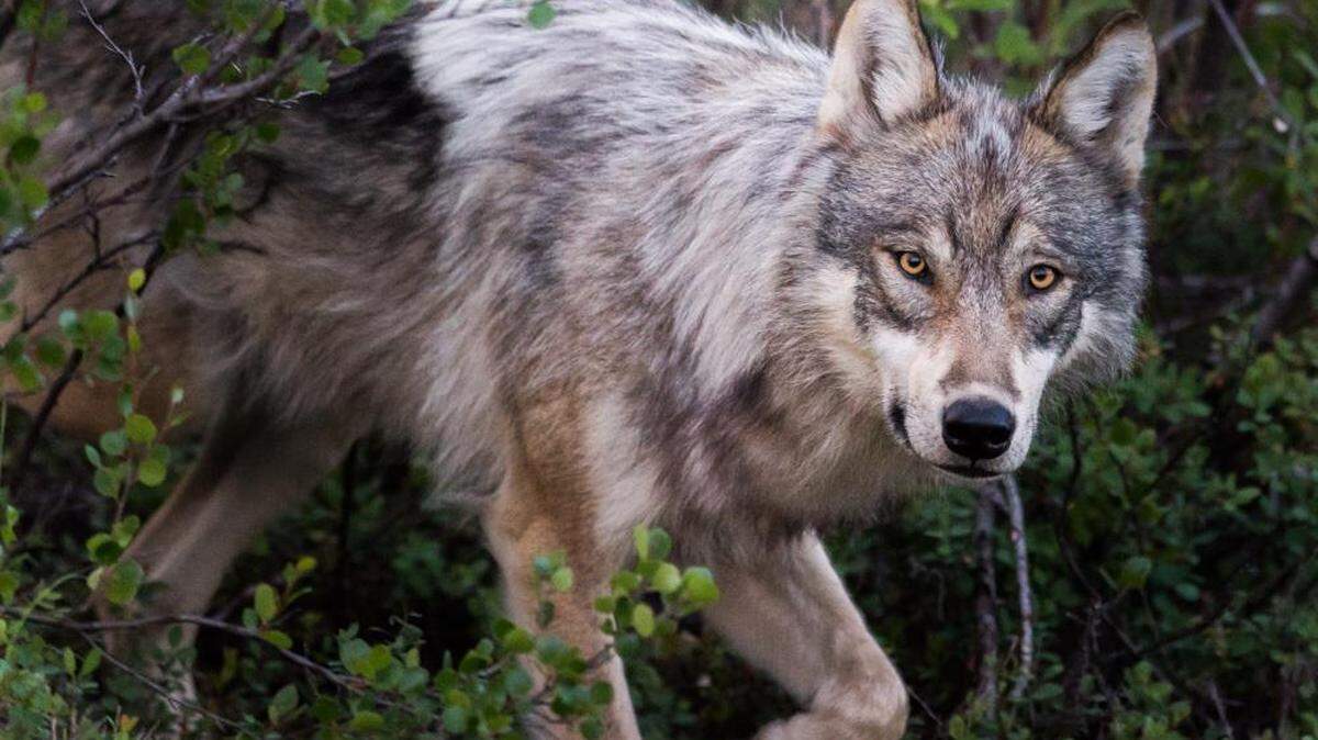 File photo. Three gray wolves, among other animals, are the latest to have been found poisoned in Oregon. Wildlife officials are offering a reward to anyone who has information.