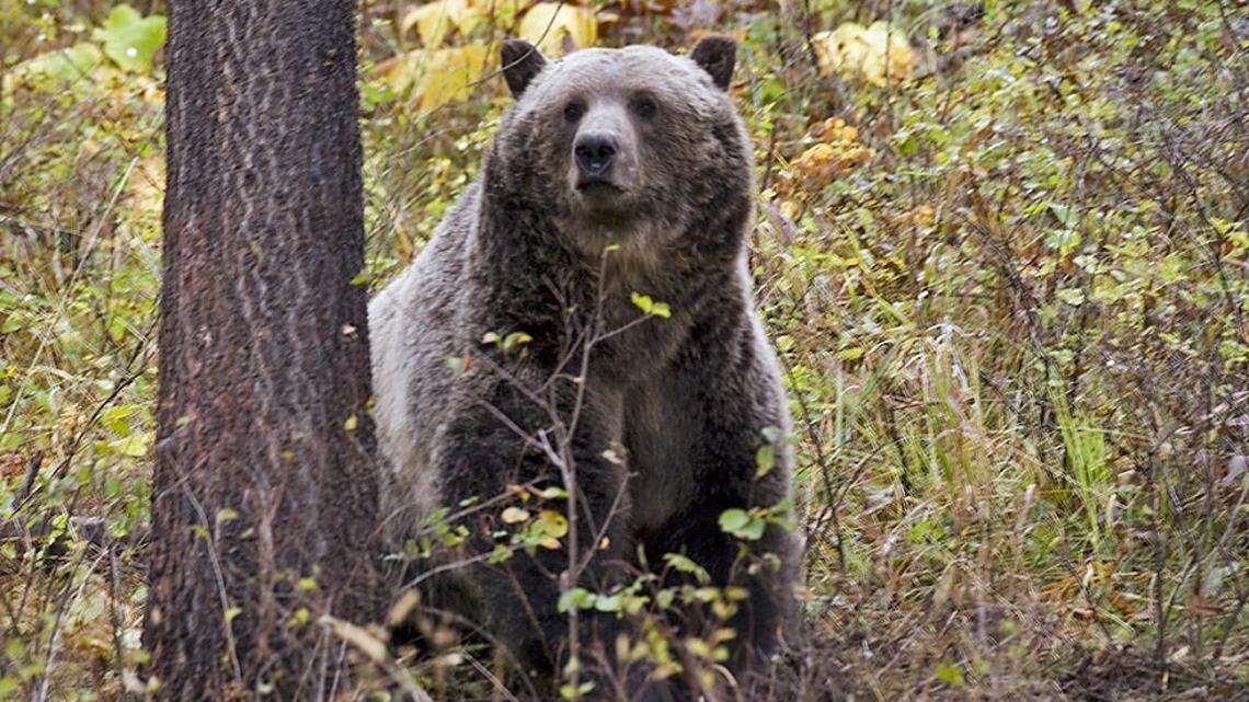 A grizzly bear (not the one pictured) charged at an antler hunter in Montana, officials said.