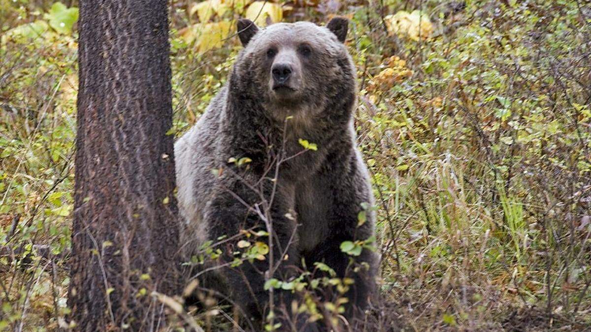 A grizzly bear (not the one pictured) charged at an antler hunter in Montana, officials said.