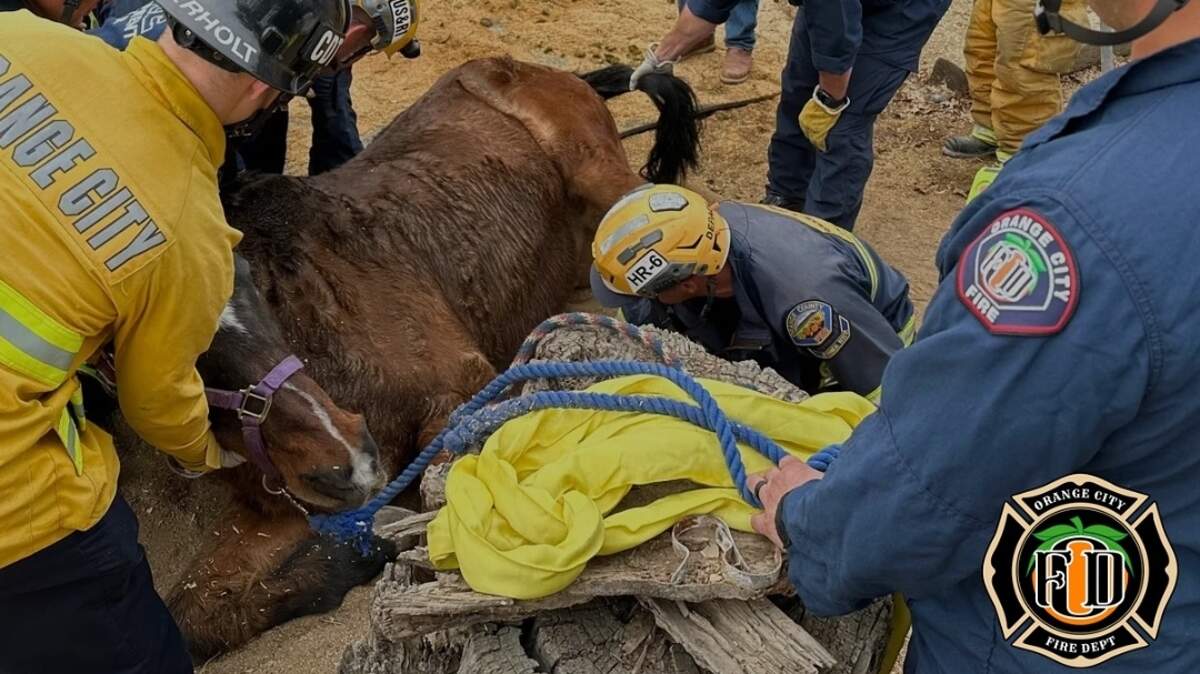A horse was trapped under a fence at a California stable and had to be rescued, photos show.