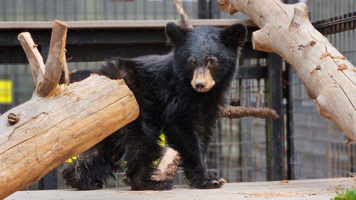 Buddy the bear’s “abnormally tiny” size has stumped wildlife officials in Arizona.