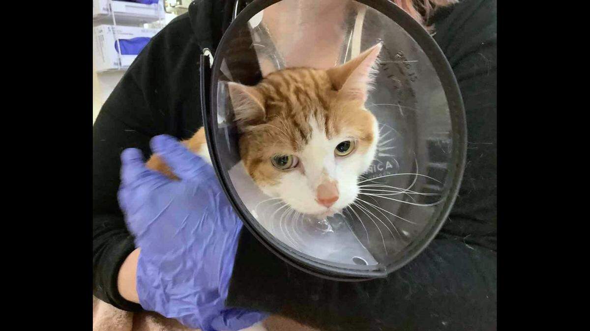X-rays revealed something scary lodged in Kevin the cat’s nose.