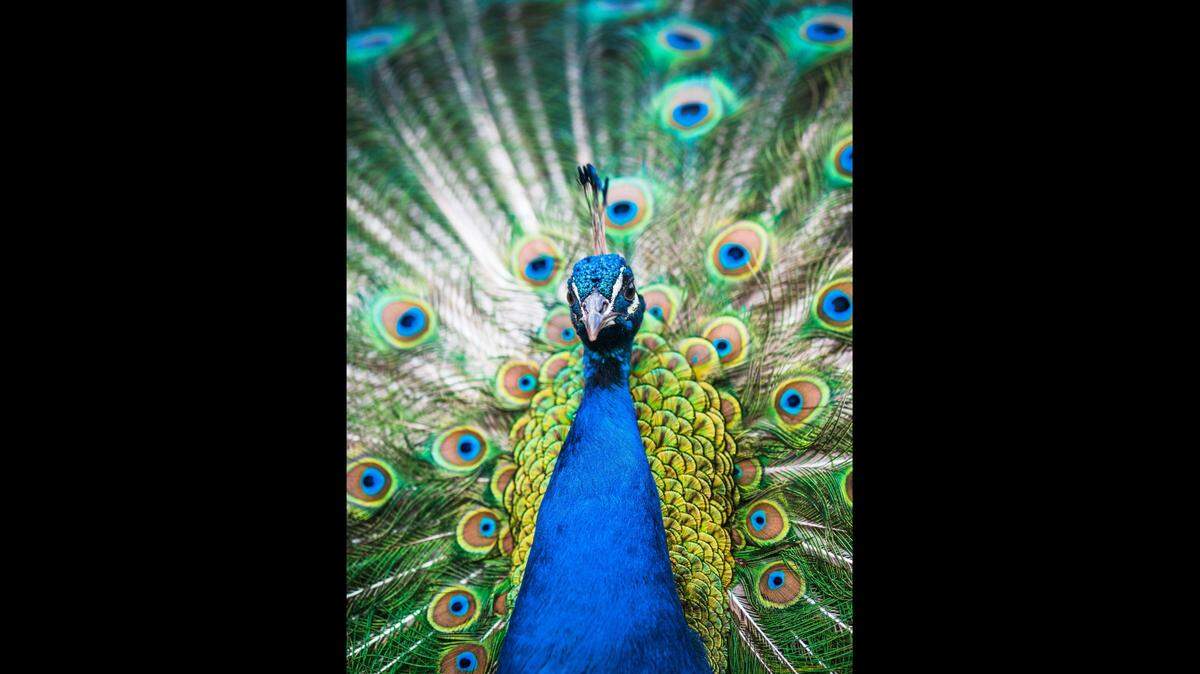 A dispute over peacocks, not the one pictured, led to a shooting in Oregon, officials said.