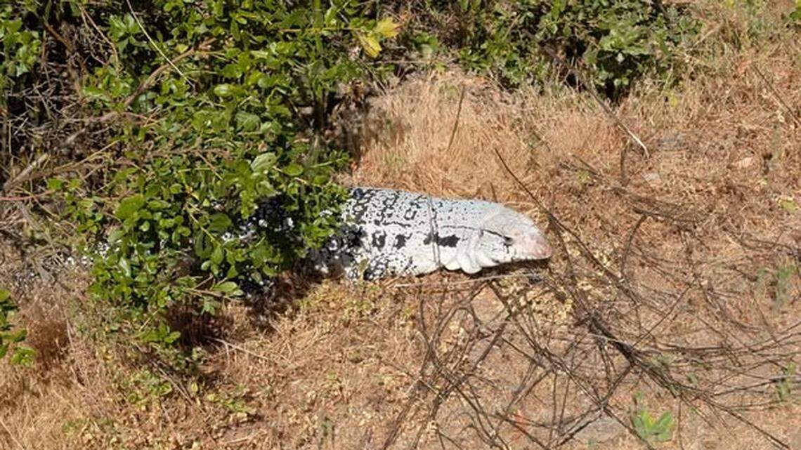 The hikers took photos of the creature and reported it to park officials.