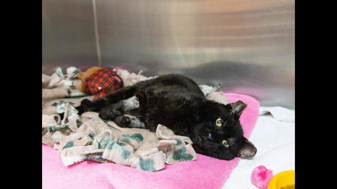 Spirit “loves being scratched on his head and will roll around on his back when he’s feeling happy,” according to Pasadena Humane.